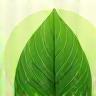 Eco-friendly green leaf